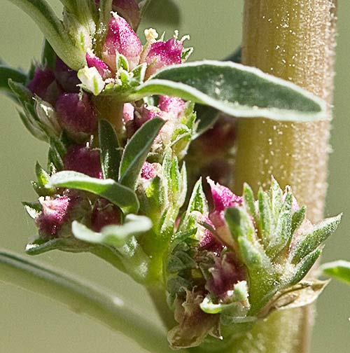 Tallo del bledo rojizo, Amaranthus blitoides