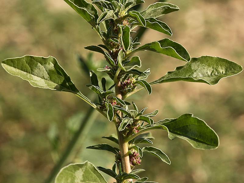 Rama del bledo rojizo, Amaranthus blitoides
