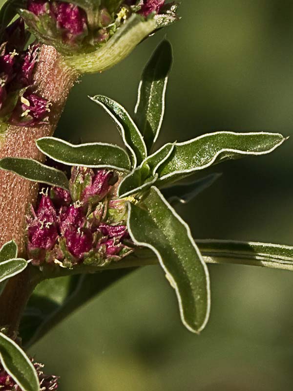 Hojas y glomérulo del bledo rojizo, Amaranthus blitoides