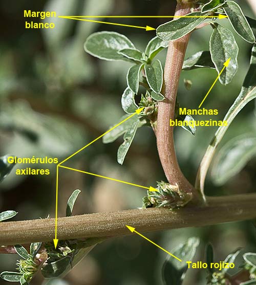 Tallo del bledo rojizo, Amaranthus blitoides