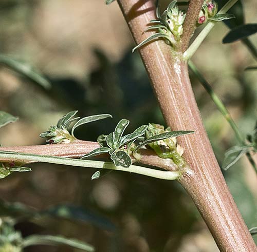 Tallo y entrenudos del bledo rojizo, Amaranthus blitoides