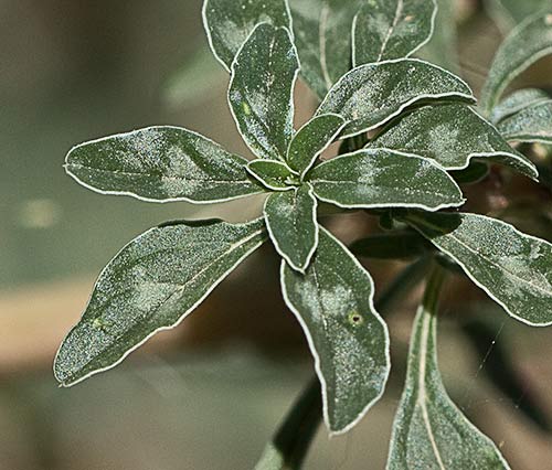 Ramillete de hojas del bledo rojizo, Amaranthus blitoides