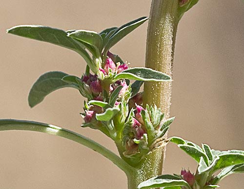 Flores y frutos del bledo rojizo, Amaranthus blitoides