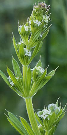 Flores del amor de hortelano (Galium aparine)