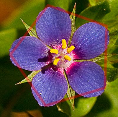 Flor del anagallis (Anagallis arvensis var. caerulea)