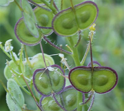 Anteojeras (Biscutella auriculata)