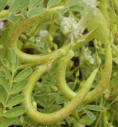 Anzuelos (Astragalus hamosus L.)