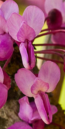 Flores del árbol del amor (Cercis siliquastrum)