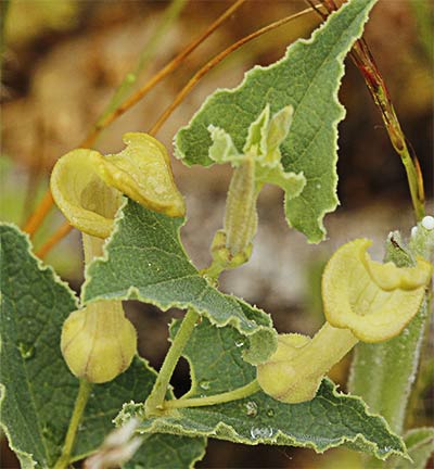 Aristoloquia menor (Aristolochia pistolochia)