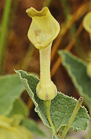 Labio de la Aristoloquia menor (Aristolochia pistolochia) 