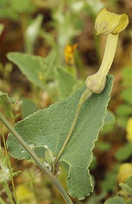 Aristoloquia menor (Aristolochia pistolochia)