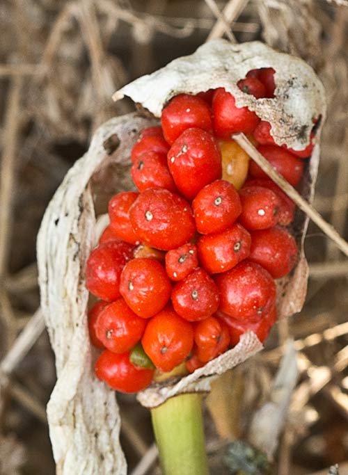 Fruto del Aro. Arum italicum 