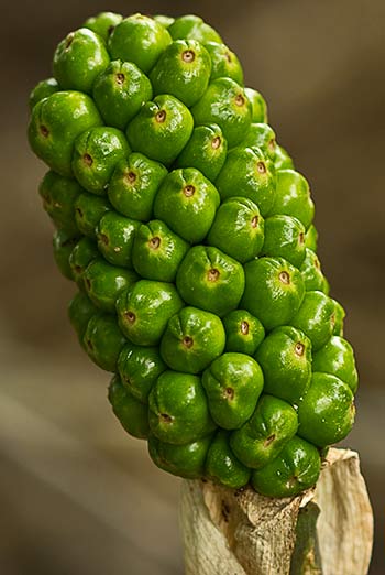 Fruto del aro (Arum Italicum)