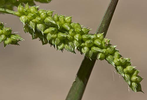 Espiga del  Arrocillo (Echinochloa colonum)