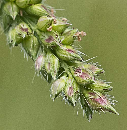 Espiga del  Arrocillo (Echinochloa colonum)