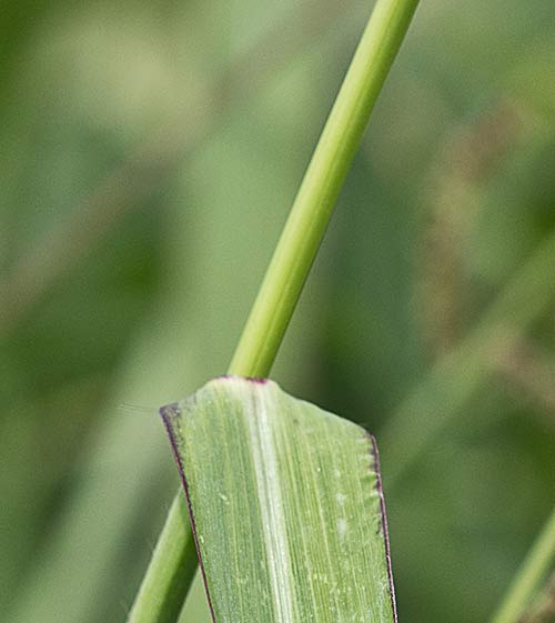 Auricula y tallo del Arrocillo (Echinochloa colonum)