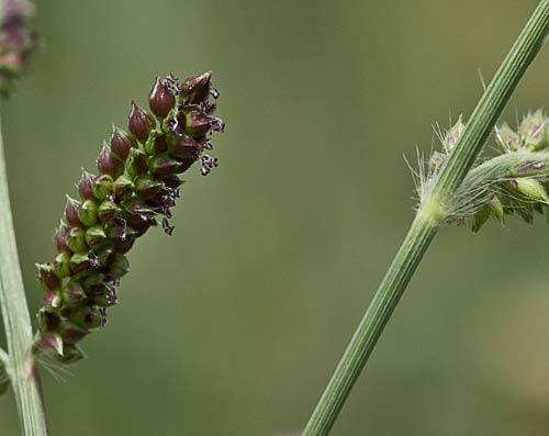 Espiguilla y tallo del Arrocillo (Echinochloa colonum)