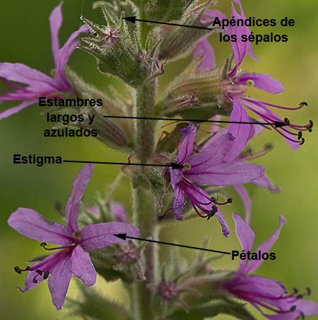 Partes florales de la lythrum salicaria, Arroyuela, salicaria