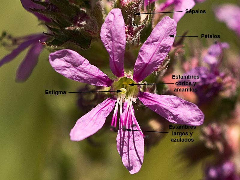 Partes de las Flores de la Arroyuela o salicaria (Lythrum salicaria)