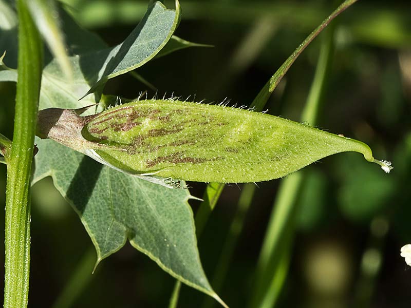 Leguminosa de la vicia lutea (Vicia lutea)