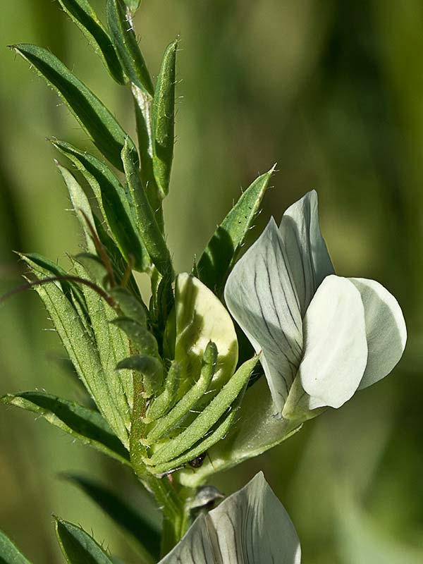 Flor de vicia lutea (Vicia lutea)