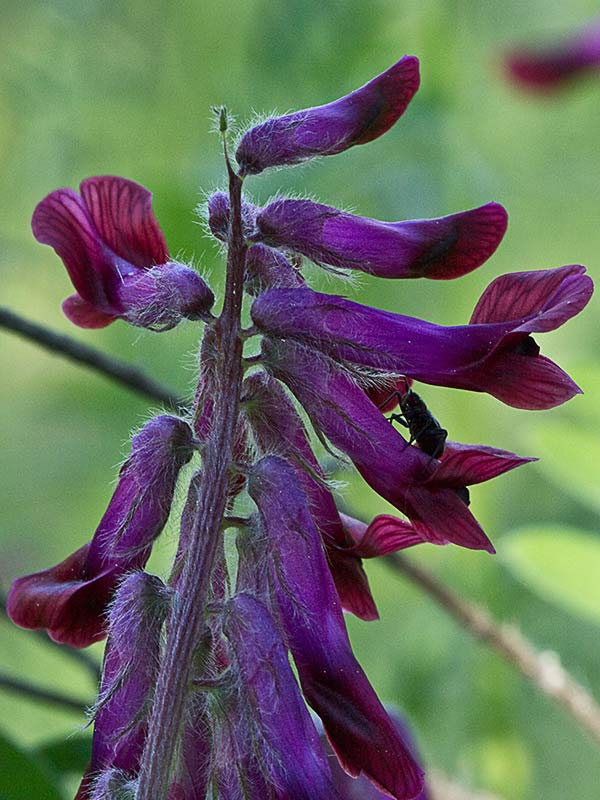 Veza púrpura (Vicia benghalensis)