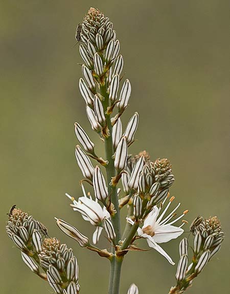 Asfódelo, gamón ramificado (Asphodelus ramosus)