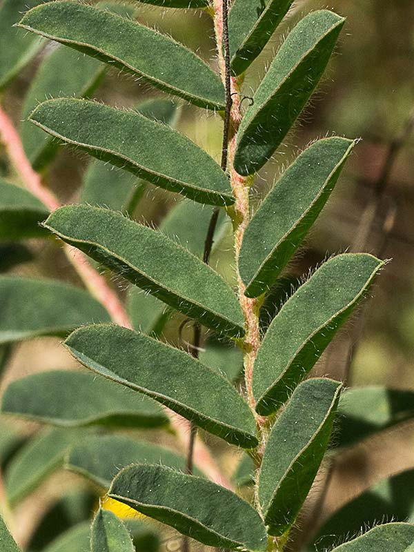 Rama del Astrágalo florido (Astragalus alopecuroides)
