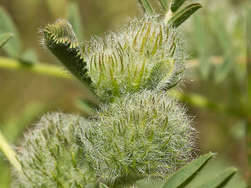 Inflorescencia del Astrágalo florido (Astragalus alopecuroides)
