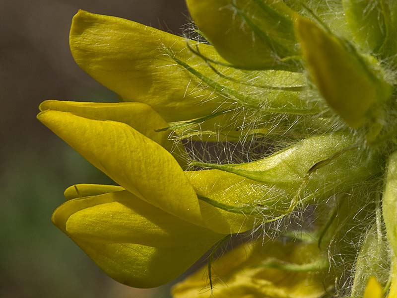 Inflorescencia del Astrágalo florido (Astragalus alopecuroides)