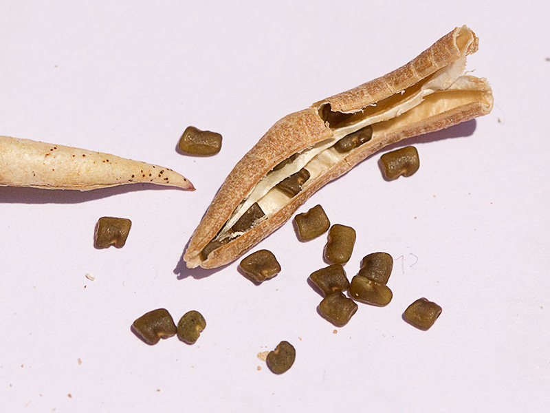 Semillas de los Anzuelos (Astragalus hamosus L.)