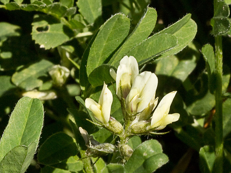 Flores de los Anzuelos (Astragalus hamosus L.)