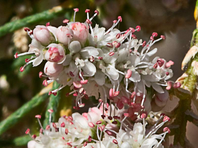 Flores de la Atalfa de flor blanca (Tamarix canariensis )