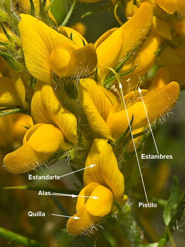 Estructura y partes de la flor de la Aulaga hirsuta (Genista hirsuta)