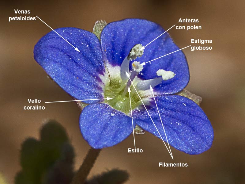 Estructura y partes de la Flor del azulete (veronica persica)