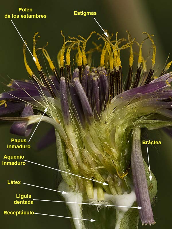 Sección, partes y estructura de la Inflorescencia del barbón (Tragopogon porrifolius)