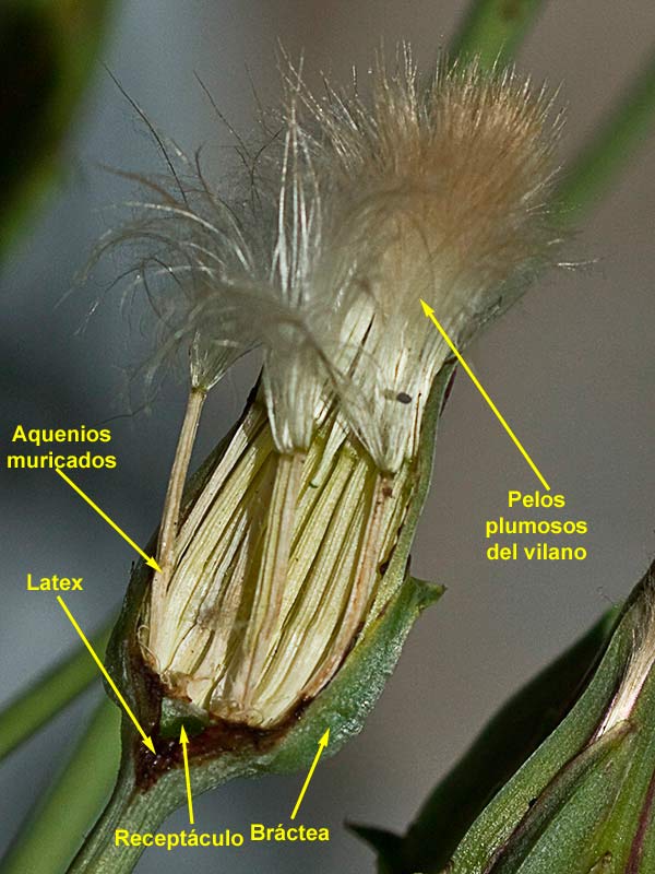 Cipsela de la Barba cabruna (Tragopogon pratensis)
