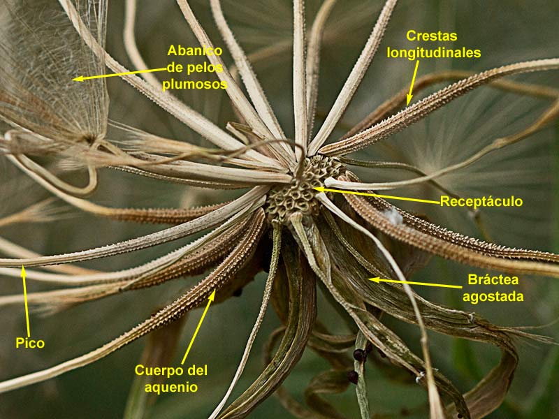 Estructura del Vilano de la Barba cabruna (Tragopogon pratensis)