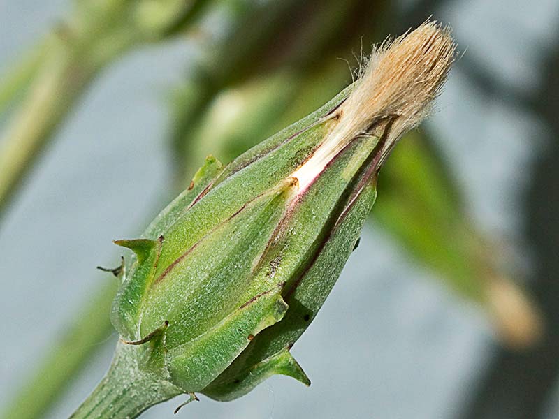 Barba cabruna (Tragopogon pratensis)
