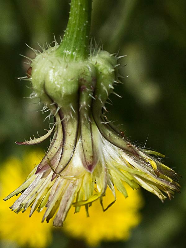 Barba de viejo (Urospermum picroides)