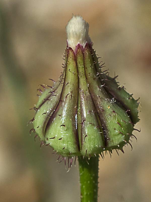 Barba de viejo (Urospermum picroides)