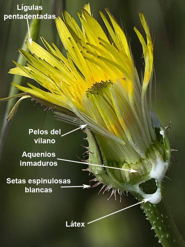 Detalle de la sección de una flor de la Barba de viejo (Urospermum picroides)