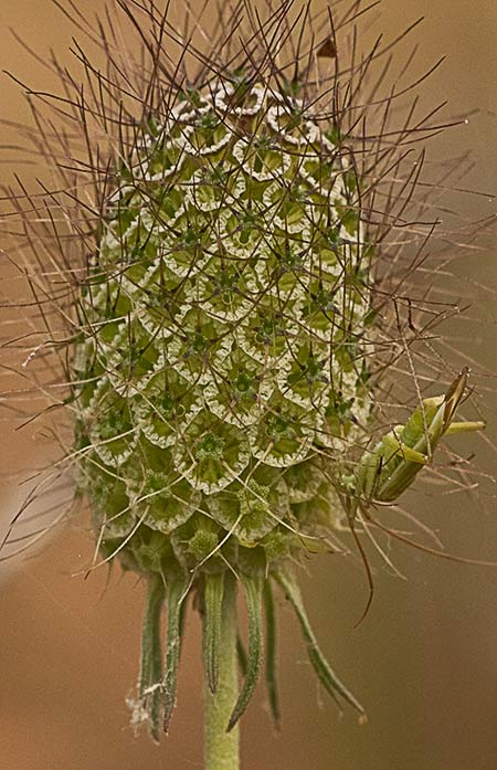 Flor de la escabiosa morisca  (Scabiosa atropurpurea)