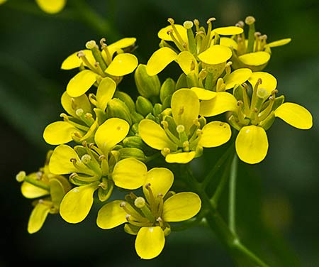 Flores del Berro campestre amarillo (Rorippa sylvestris)