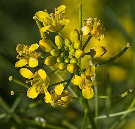 Capullos florales del Berro campestre amarillo (Rorippa sylvestris)