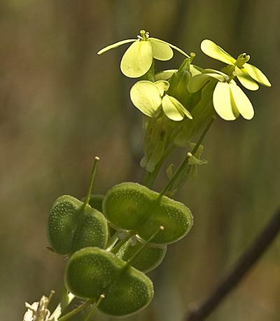 Anteojera (Biscutella auriculata)