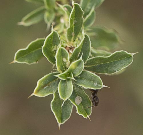 Capullo apical de hojas del Bledo blanco (Amarnathus albus)