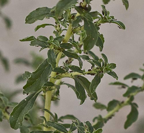 Ramas y hojas de Bledo blanco (Amarnathus albus)