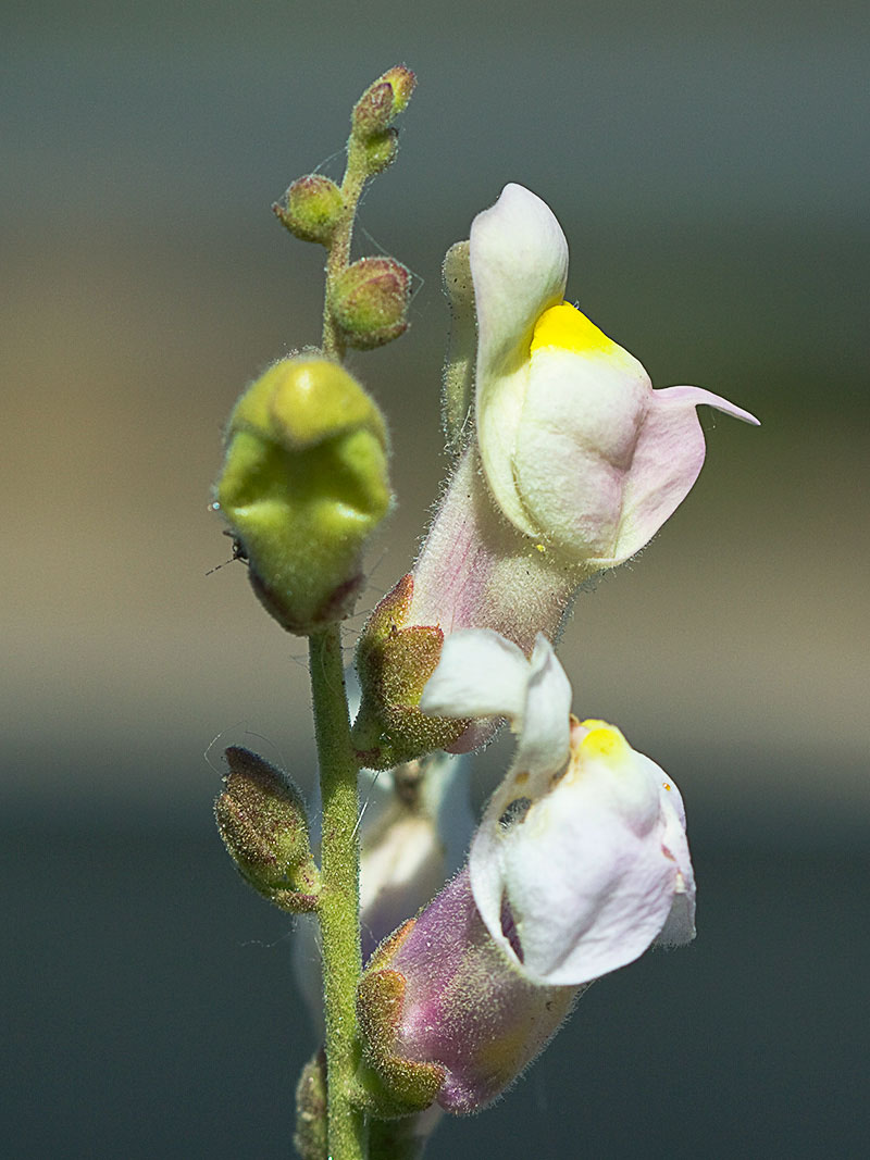 Flora de Malpica de Tajo, Boca de dragón (Antirrhinum graniticum)