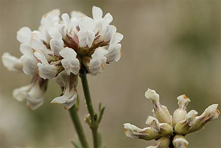 Inflorescencias de la bocha (Dorycnium pentaphyllum)